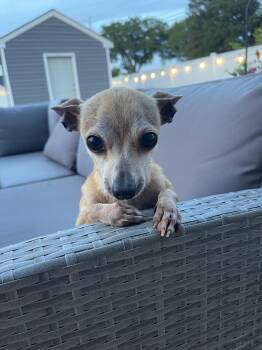 Larry -  Chihuahua Dog for Adoption in Tifton, Georgia - Larry | PetCurious