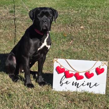 Rescue Cane Corso Dogs for Adoption in Pennsville Township, New Jersey - Bougee | PetCurious