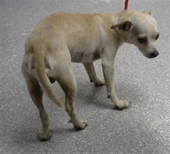 Chihuahua and Mixed Breed Dogs Available for Adoption in Pasadena, Texas - A185190 | PetCurious