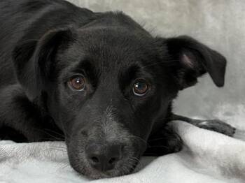 Beatrice -  Terrier and Mixed Breed Dog for Adoption in Portland, Oregon - Beatrice | PetCurious