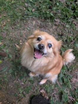 Chihuahua and Pomeranian Dogs Available for Adoption in Richmond, Virginia - Sunny  | PetCurious