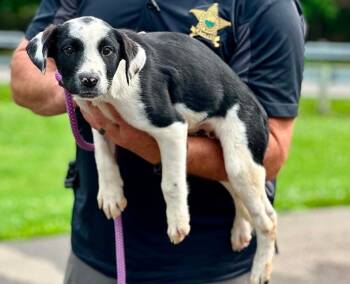 Sulu -  Australian Cattle Dog Blue Heeler Dog for Adoption in Millfield, Ohio - Sulu | PetCurious