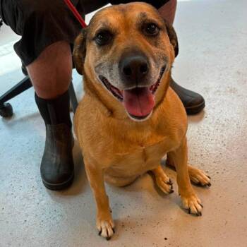 Franny Stray Hold 7/18 -  Mixed Breed Dog for Adoption in Huntington, West Virginia - Franny Stray Hold 7/18 | PetCurious