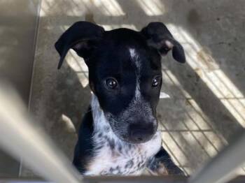 LAWSON -  Catahoula Leopard Dog and Mixed Breed Dog for Adoption in Tustin, California - LAWSON | PetCurious