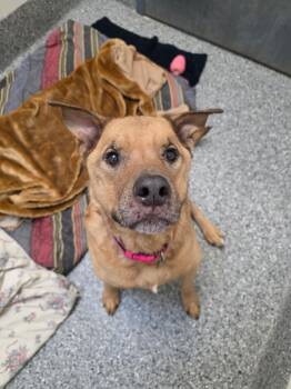 German Shepherd Dog and Labrador Retriever Dogs Available for Adoption in New Westminster, British Columbia - Minnie | PetCurious
