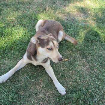 Della -  Husky and Mixed Breed Dog for Adoption in Tacoma, Washington - Della | PetCurious