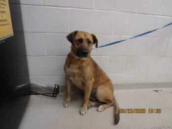 Rescue Hound Dogs for Adoption in Marietta, Georgia - (20) | PetCurious