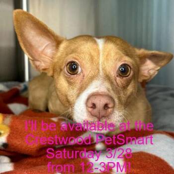 Chihuahua Dogs Available for Adoption - Knee-High | PetCurious