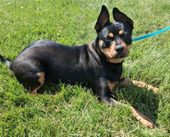 Mocha -  Mixed Breed Dog for Adoption in Fremont, Ohio - Mocha | PetCurious