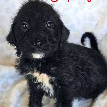 Rescue Mastiff and Poodle Dogs for Adoption in Wadena, Minnesota - Snapdragon | PetCurious