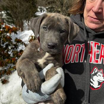 Retriever and Shepherd Dogs Available for Adoption - NY NYX Avail Feb 14 (Tractor Supply Patterson) | PetCurious