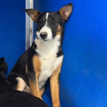 Sky -  Mixed Breed Dog for Adoption in Las Cruces, New Mexico - Sky | PetCurious