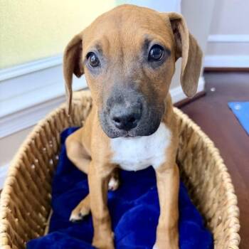 Astronomy Pup: Halley -  Beagle and Mixed Breed Dog for Adoption in Falls Church, Virginia - Astronomy Pup: Halley | PetCurious