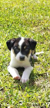 Mixed Breed Dogs Available for Adoption in Marion, Mississippi - Waldo | PetCurious