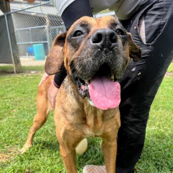 Gerdy -  Mixed Breed and Mastiff Dog for Adoption in Blairsville, Georgia - Gerdy | PetCurious