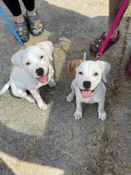 Biscuit -  Pit Bull Terrier Dog for Adoption in Silsbee, Texas - Biscuit | PetCurious