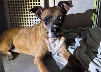 Charlie -  Boxer Dog for Adoption in Rowlett, Texas - Charlie | PetCurious