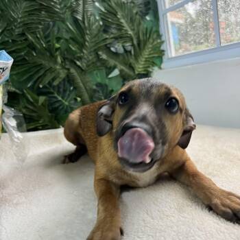 Rescue Mixed Breed Dogs for Adoption in Richmond, Virginia - Pumpkin | PetCurious