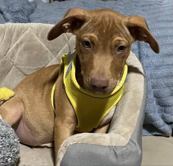 Rescue Hound and Terrier Dogs for Adoption in Pensacola, Florida - Wyatt | PetCurious