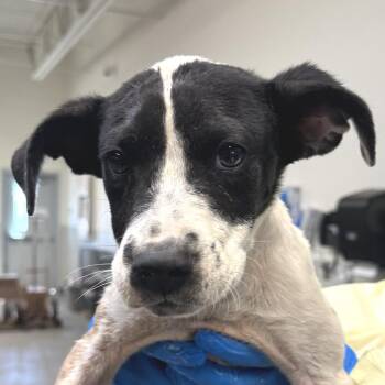 111415 -  Mixed Breed Dog for Adoption in Las Cruces, New Mexico - 111415 | PetCurious