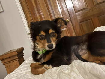 Rescue Australian Shepherd and Australian Cattle Dog Blue Heeler Dogs for Adoption - Kylie *Arriving 12/6* | PetCurious