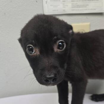 Terrier Dogs Available for Adoption in San Jacinto, California - Oracle | PetCurious