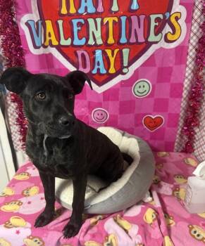 Plott Hound and Labrador Retriever Dogs Available for Adoption in Opelousas, Louisiana - Mulan | PetCurious