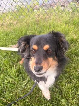 Franklin -  Mixed Breed Dog for Adoption in Warren, Pennsylvania - Franklin | PetCurious