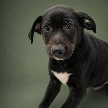 Jaden -  Black Labrador Retriever Dog for Adoption in Allentown, Pennsylvania - Jaden | PetCurious
