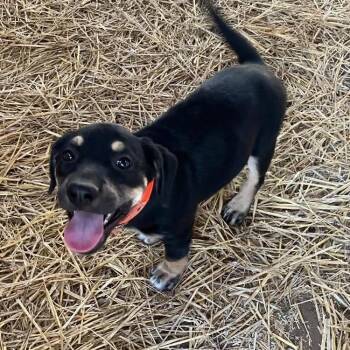 Toffee -  Mixed Breed Dog for Adoption in Buffalo, Minnesota - Toffee | PetCurious