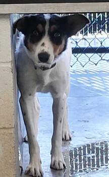 Rescue Border Collie Dogs for Adoption in Republic, Missouri - Wagyu | PetCurious