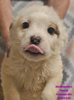 Great Pyrenees Dogs Available for Adoption - Marshmallow | PetCurious