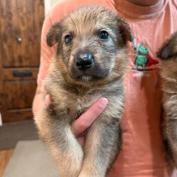 German Shepherd Dog Dogs Available for Adoption in New York, New York - Ace | PetCurious