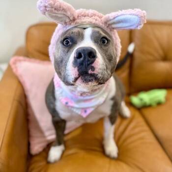 Staffordshire Bull Terrier and American Staffordshire Terrier Dogs Available for Adoption - Holly Happy Sunshine Bunny Babe | PetCurious