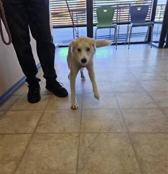 CHARLIE -  Siberian Husky and Mixed Breed Dog for Adoption in Norfolk, Virginia - CHARLIE | PetCurious