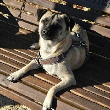 Rescue Chihuahua and Pekingese Dogs for Adoption in Columbia, South Carolina - Chase | PetCurious