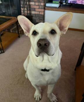 Bolt the Stunning Mixed Breed -  German Shepherd Dog and Basset Hound Dog for Adoption in Muskego, Wisconsin - Bolt The Stunning Mixed Breed | PetCurious