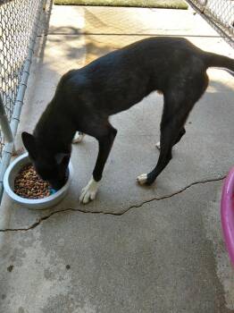 Babylon -  Mixed Breed Dog for Adoption in Princeton, Indiana - Babylon | PetCurious