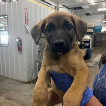 Zaria -  Mixed Breed Dog for Adoption in Corbin, Kentucky - Zaria | PetCurious