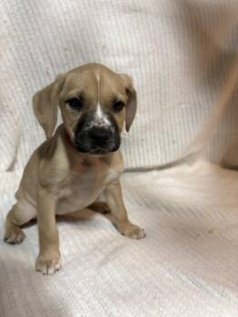 Boxer Dogs Available for Adoption in Naperville, Illinois - Strawberry | PetCurious