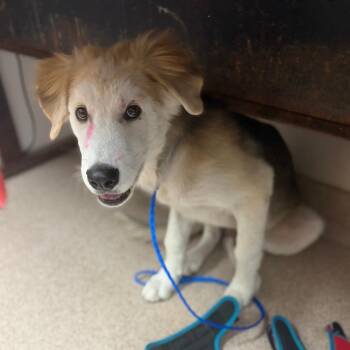 Pinkie -  German Shepherd Dog and Mixed Breed Dog for Adoption in Ardmore, Oklahoma - Pinkie | PetCurious