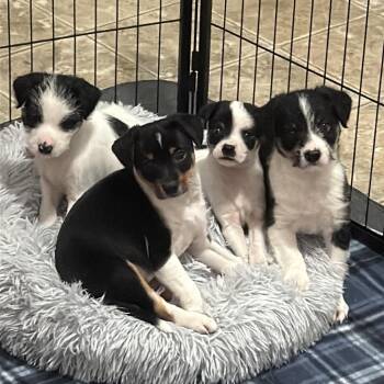 Pip -  Terrier and Mixed Breed Dog for Adoption in Newberg, Oregon - Pip | PetCurious