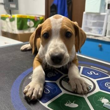 Rescue Hound and Mountain Cur Dogs for Adoption in Wahiawa, Hawaii - Beignet | PetCurious