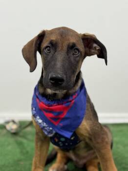 Bart-One of our Amazing Rescue Dogs -  Belgian Shepherd Malinois and Plott Hound Dog for Adoption in Carlsbad, California - Bart-One Of Our Amazing Rescue Dogs | PetCurious