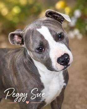 Peggy Sue -  Pit Bull Terrier and Mixed Breed Dog for Adoption in West Memphis, Arkansas - Peggy Sue | PetCurious