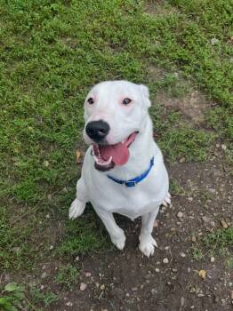 Toby -  Labrador Retriever Dog for Adoption in Quincy, Michigan - Toby | PetCurious