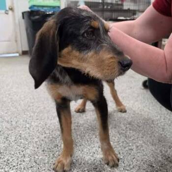 Mixed Breed Dogs Available for Adoption in Fredericksburg, Virginia - Metz | PetCurious