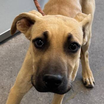 109317 -  Mixed Breed Dog for Adoption in Las Cruces, New Mexico - 109317 | PetCurious