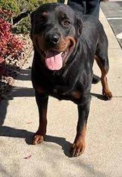 Rottweiler Dogs Available for Adoption - Cain | PetCurious