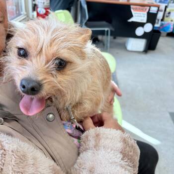 Lola Landra -  Mixed Breed Dog for Adoption in Philadelphia, Pennsylvania - Lola Landra | PetCurious